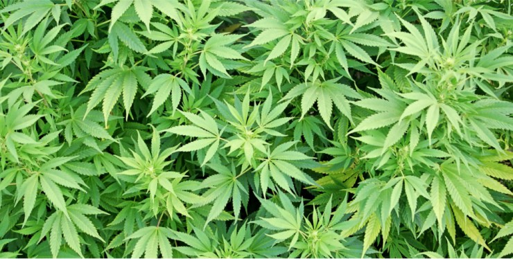 Illegales Schmerzmittel aus dem eigenen Anbau: Ein Kreuther wurde dafür jetzt bestraft. (Bild: FreeImages.com/Mateusz Atroszko)