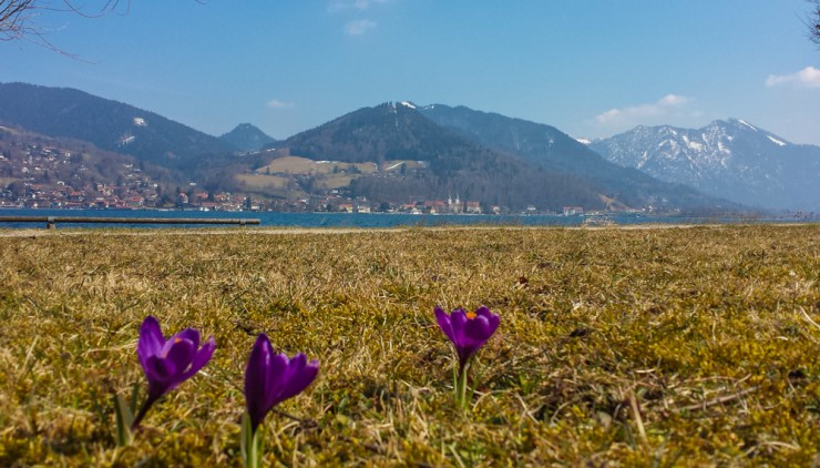 Sprießende Blumen statt Schneedecke - der Frühling kündigt sich an.