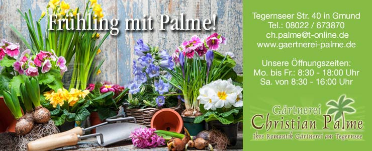 Palme_Stream_740x300