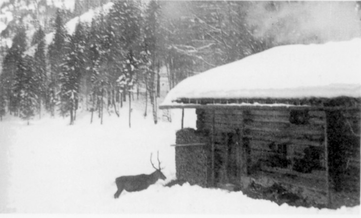 schwaigeralm_