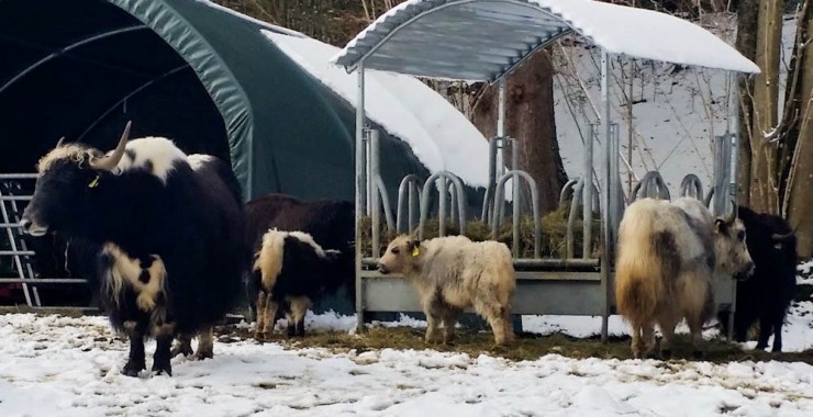 Mitten in Bad Wiessee steht eine Yak-Herde aus dem Himalaya.